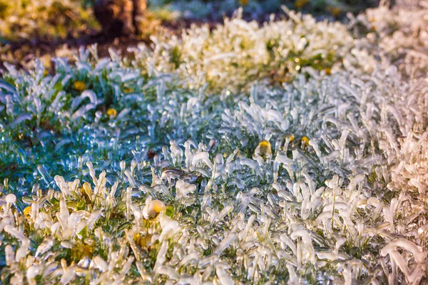Camada de gelo protector que cobre árvores de fruto — Fotografia de Stock