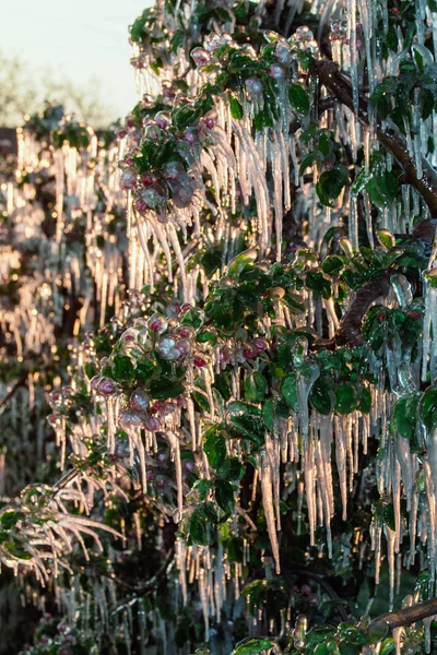 果物の木を覆っている保護の氷の層 ロイヤリティフリーのストック画像