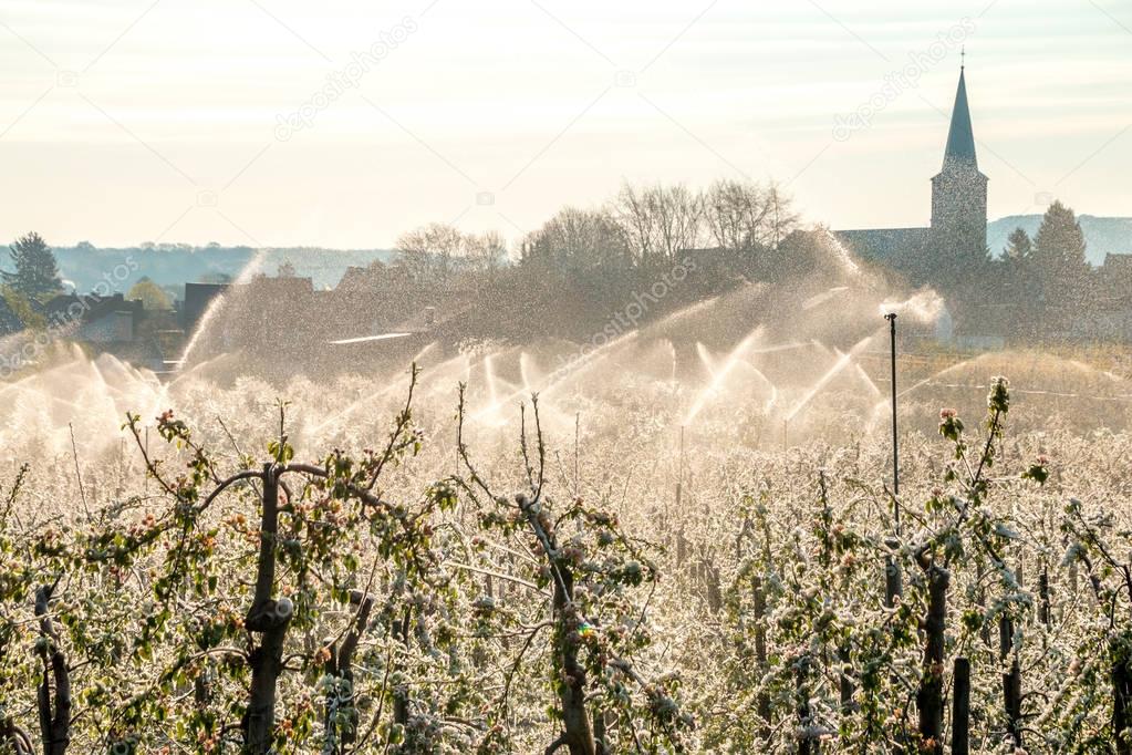 Layer of protective ice covering fruit trees