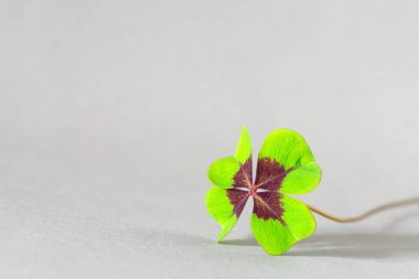 Dört yapraklı yonca umut işareti olarak closeup