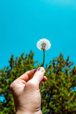 Karahindiba el ile ağaç ve gökyüzü önünde düzenlenen