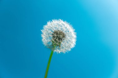 Kopya alanı ile mavi gökyüzü karahindiba tohum kafa