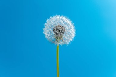 Kopya alanı ile mavi gökyüzü karahindiba tohum kafa