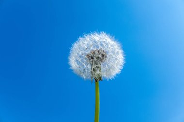 Kopya alanı ile mavi gökyüzü karahindiba tohum kafa
