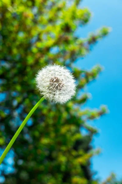 ツリーと青空の前にタンポポの種子の頭 — ストック写真
