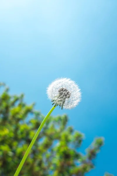 ツリーと青空の前にタンポポの種子の頭 — ストック写真