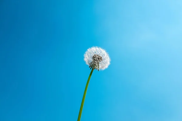 Testa di seme di dente di leone contro cielo blu con spazio copia — Foto Stock