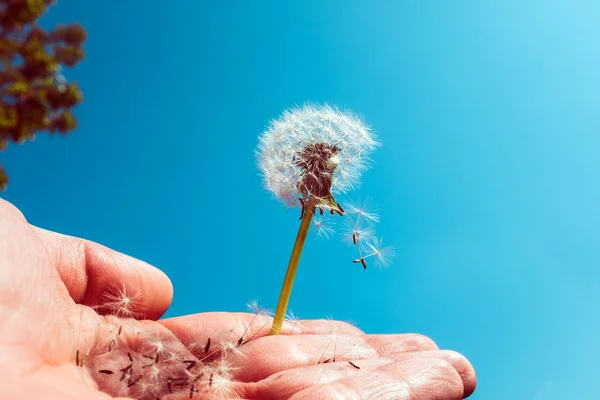 Diente de león parcialmente soplado con semillas voladoras contra el cielo azul —  Fotos de Stock