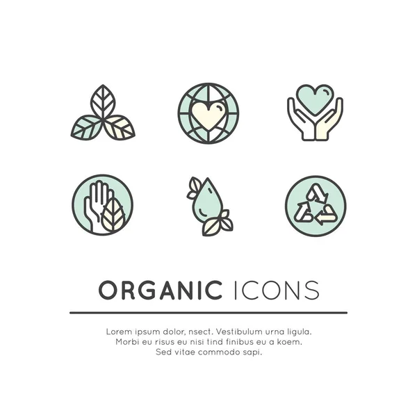 Fresh Organic, Eco Product Badges — Stock Vector