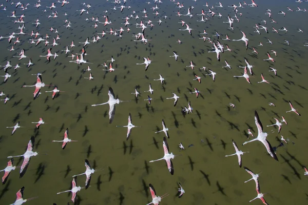 Flock of flamingos — Stock Photo, Image