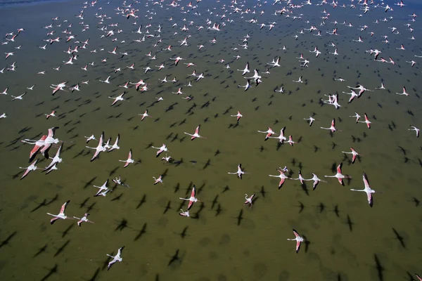 Flock of flamingos — Stock Photo, Image