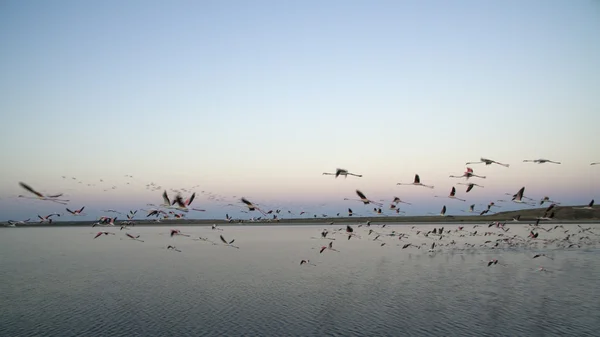 Flock of flamingos — Stock Photo, Image