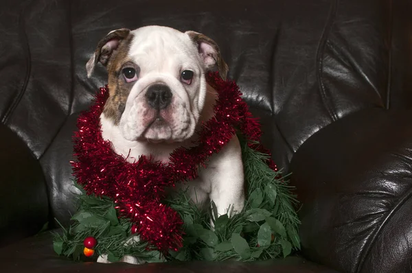 Jonge Engelse buldog — Stockfoto