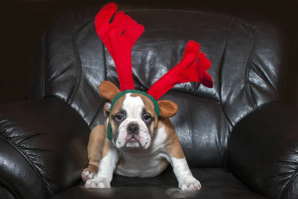 Christmas engelska bulldog — Stockfoto