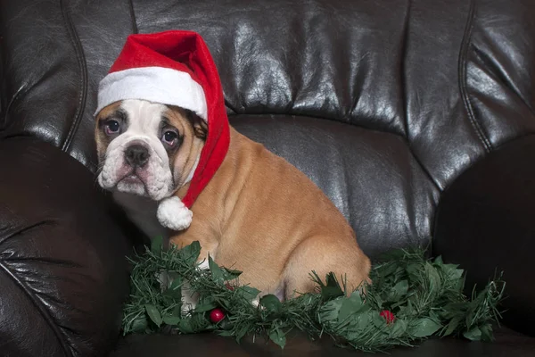 Natale bulldog inglese — Foto Stock