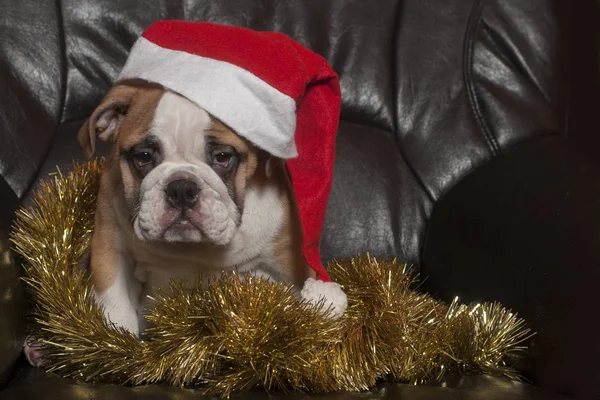 Bulldog inglés de Navidad — Foto de Stock