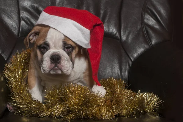 Christmas engelska bulldog — Stockfoto