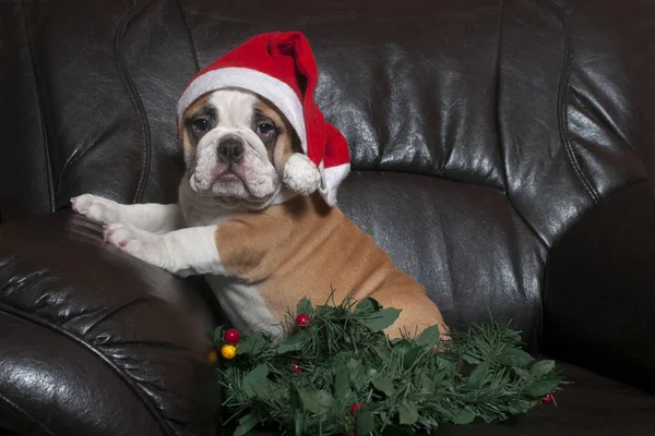 Christmas engelska bulldog — Stockfoto