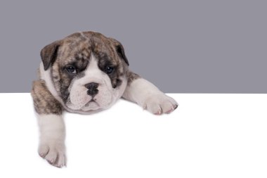 İngilizce bulldog yavrusu
