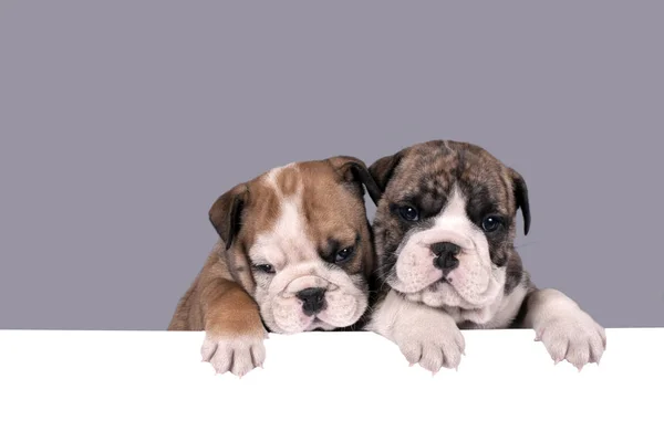 Két angol bulldog kölykök — Stock Fotó