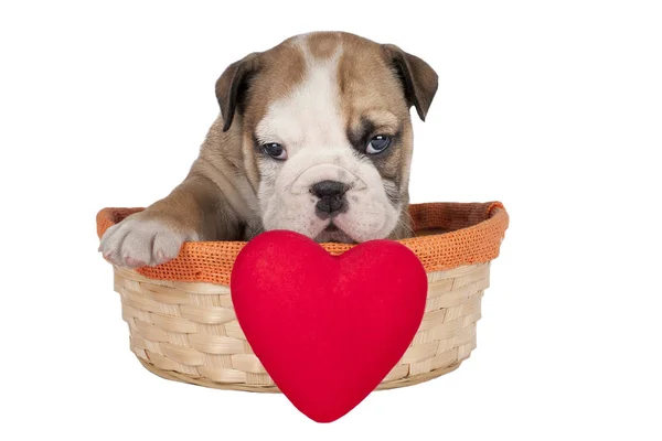 Cute English bulldog puppy — Stock Photo, Image