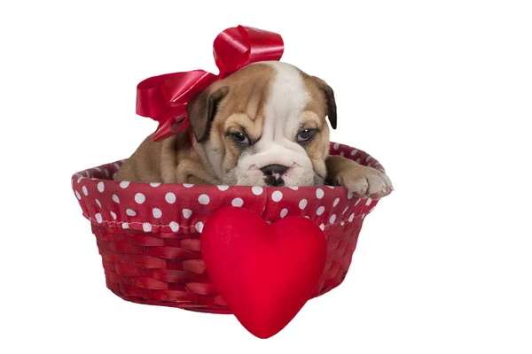 English bulldog puppy — Stock Photo, Image