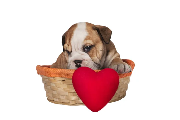 English bulldog puppy with heart — Stock Photo, Image