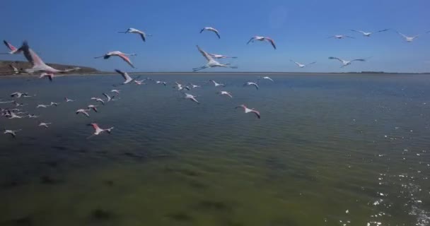 Eine Herde rosa Flamingos — Stockvideo