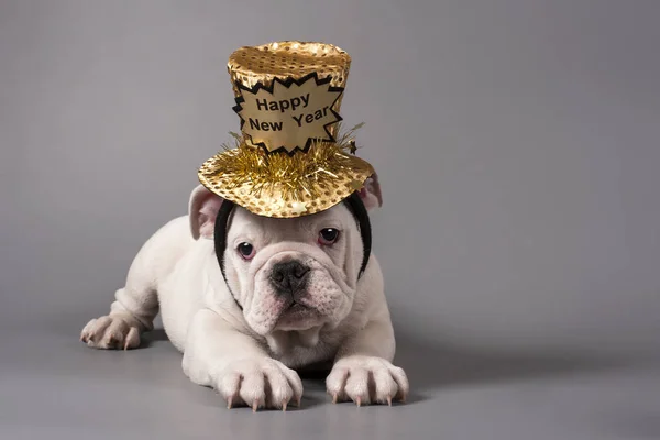Frohes neues Jahr Englische Bulldogge Welpe — Stockfoto