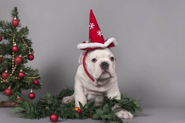 İngilizce bulldog yavrusu — Stok fotoğraf