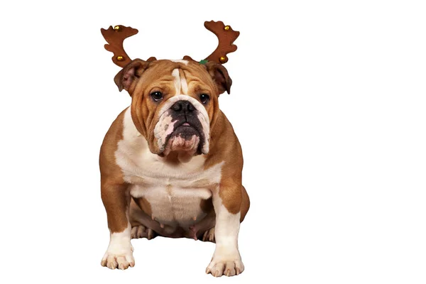 Weihnachtsbulldog — Stockfoto