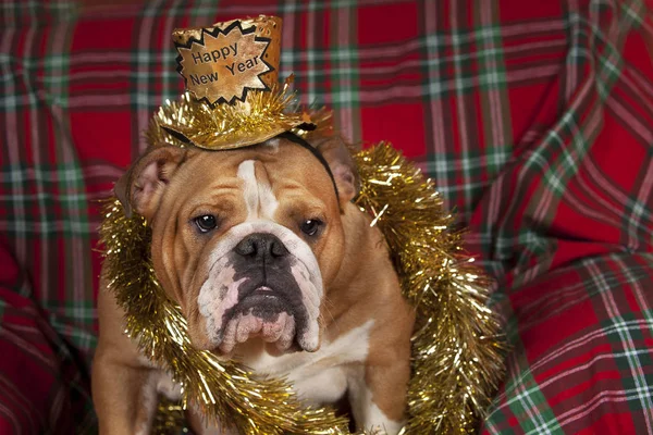 Happy New Year Bulldog — Stockfoto