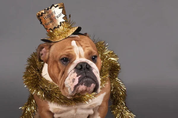 Año Nuevo bulldog inglés —  Fotos de Stock