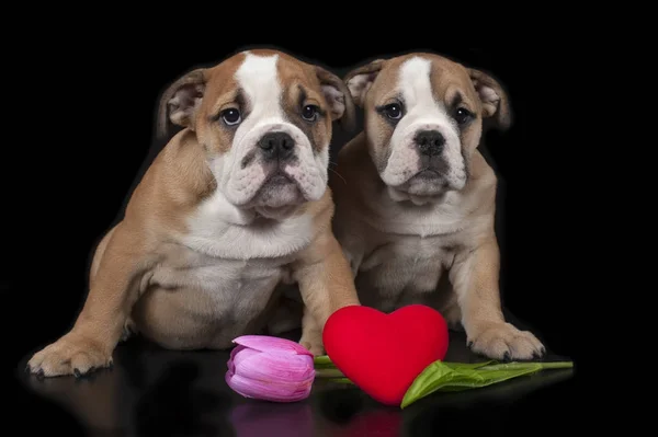 Two English bulldog puppies — Stock Photo, Image
