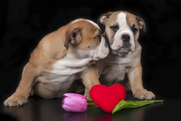 Två engelska bulldog valpar — Stockfoto