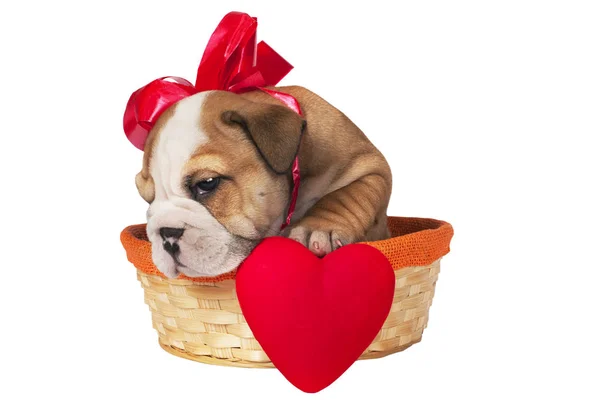 English bulldog puppy for Valentine — Stock Photo, Image