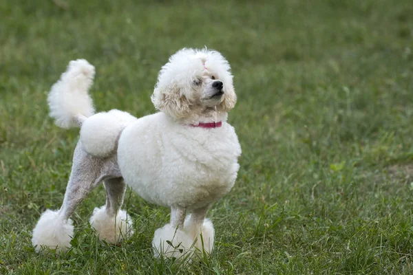 Caniche branco — Fotografia de Stock