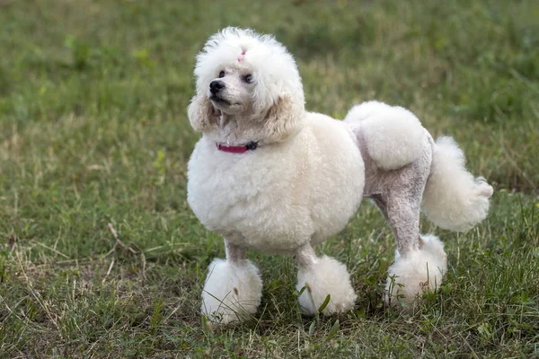 Caniche branco — Fotografia de Stock