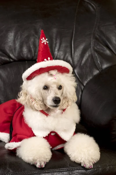 Caniche de Natal — Fotografia de Stock