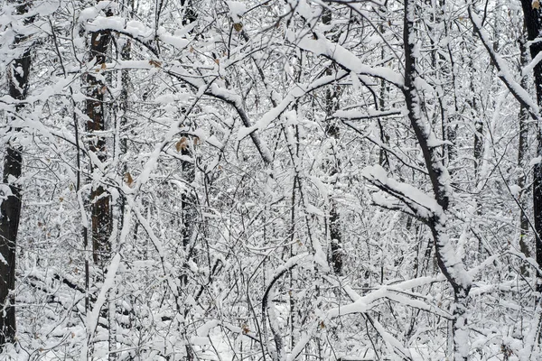 Bosque Nevado Invierno Árboles Cubiertos Nieve Ramas —  Fotos de Stock