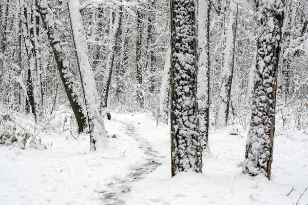 Ścieżki Piesze Parku Drzewa Śniegu — Zdjęcie stockowe