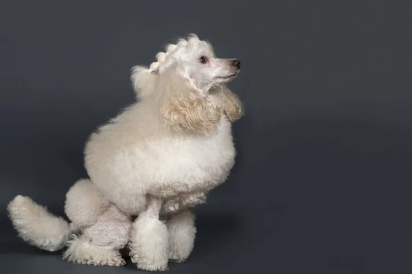 Hermoso Caniche Blanco Pie Sobre Fondo Gris —  Fotos de Stock