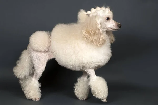 Bela Poodle Branco Sobre Fundo Cinza — Fotografia de Stock