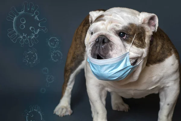 Angol Bulldog Visel Orvosi Maszk Védelem Koronavírus Vagy Covid Koncepció — Stock Fotó