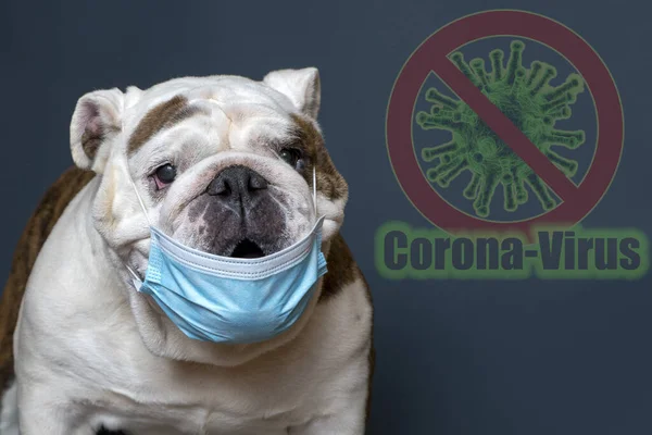 İngiliz Bulldog gri arka planda tıbbi maske takıyor. Coronavirüs veya covid-19 konseptinden korunma.