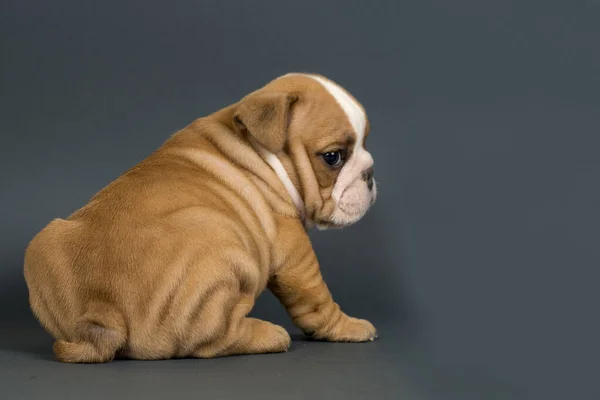 Ngiliz Bulldog Köpek Yavrusu Gri Arka Planda Sağa Bakıyor Sağa — Stok fotoğraf