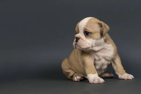 Cachorrinho Bulldog Inglês Fundo Cinza Olhando Para Esquerda Espaço Texto — Fotografia de Stock