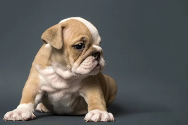 Ngiliz Bulldog Köpek Yavrusu Gri Arka Planda Sağa Bakıyor Sağa — Stok fotoğraf