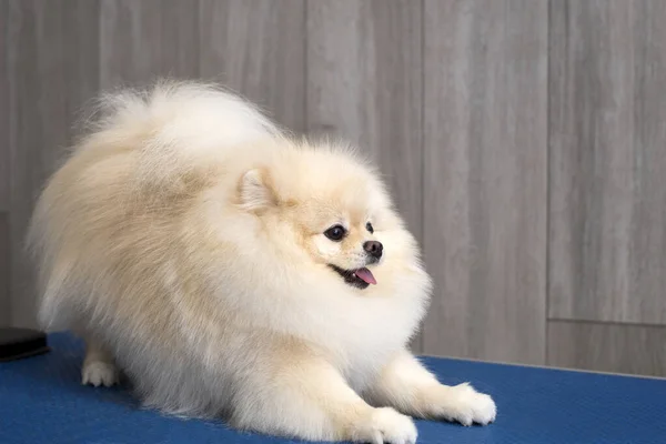 Lindo Perro Cachorro Pomeranian Mintiendo Mirando Derecha Cámara Copia Espacio — Foto de Stock