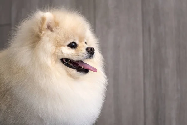 Lindo Perro Cachorro Pomeranian Mirando Derecha Cámara Copia Espacio Para — Foto de Stock